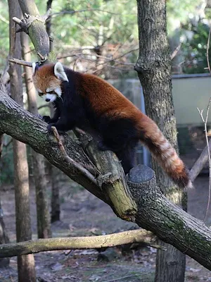 Le zoo du Bronx