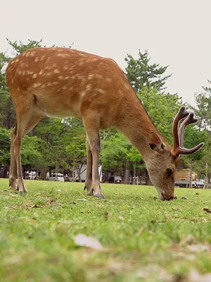 Urbana animalis
