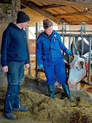 Wenn Kühe Hilfe brauchen - Zwei Tierärztinnen im Stall-Einsatz