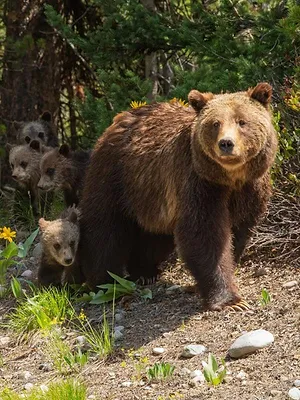 Grand Teton, la reine des Grizzlys