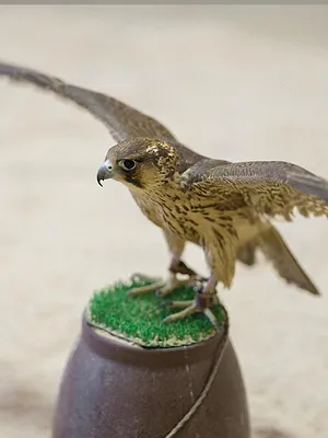 Puy du Fou : animaux et dresseurs relèvent le défi