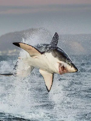 Morsures de requins : les dents de la mort