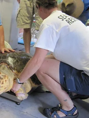 Les rois des aquariums