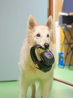 Les chiens peuvent-ils parler ?