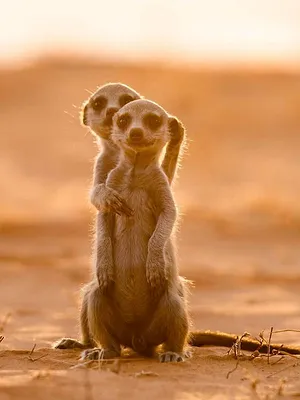 Le clan des suricates, nouvelle génération