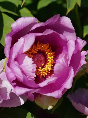 Natur im Garten