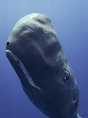 Caméras espions au coeur des océans