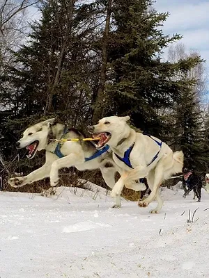 Into The Wild : Alaska