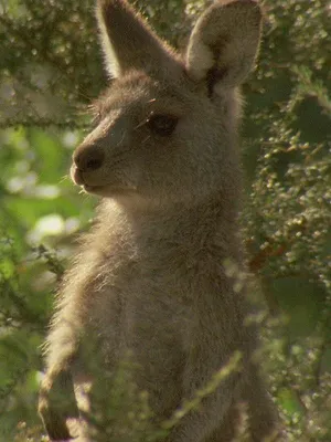DierenDetectives S1 E1