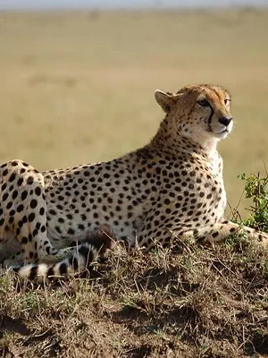 Une saison au zoo