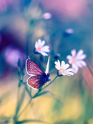 Petits pois et pois de senteur