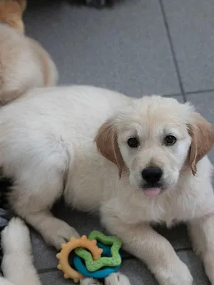 A l'école des chiens guides