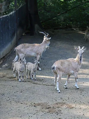 Le zoo du Bronx