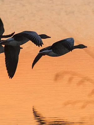Oiseaux migrateurs : Sur les ailes du voyage