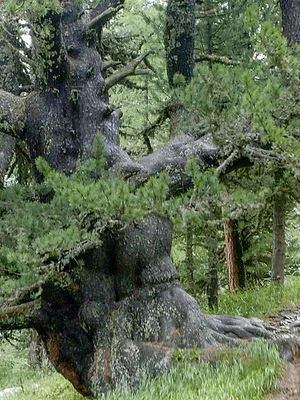 La Suisse, notre pays sauvage