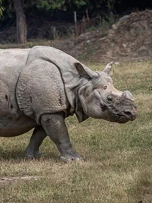 Une saison au zoo
