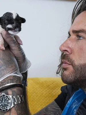 Pete Wicks : Pour l'amour des chiens !