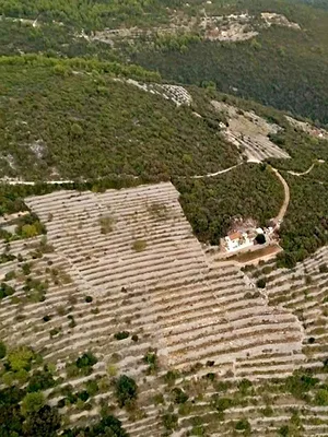 Des vignes et des hommes