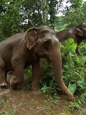 L'Indonésie sauvage