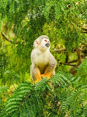 Ed Stafford : en terre hostile