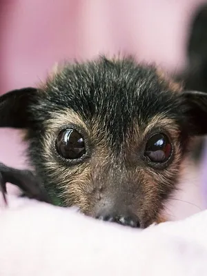 SOS faune sauvage - Australie