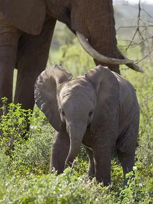 Les éléphants de Samburu