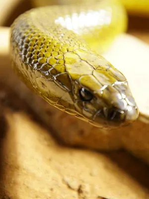 Morsure de serpent : les effets du venin