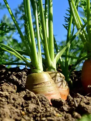 Cuisines des terroirs