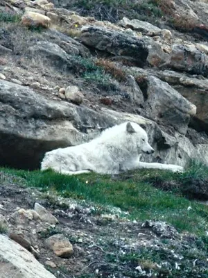 Le royaume du loup blanc