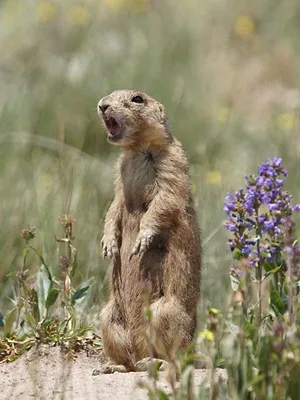 La dynastie des chiens de prairie