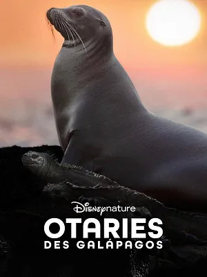 Otaries des Galápagos