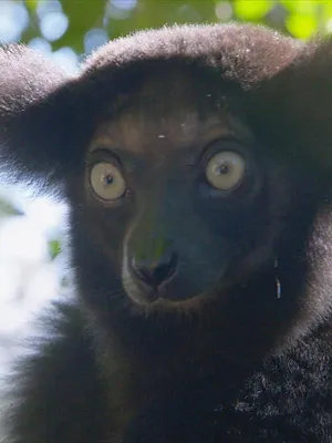 Les Zarbis à Madagascar