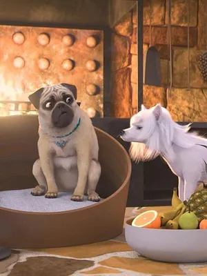 Mike, une vie de chien S1 E60