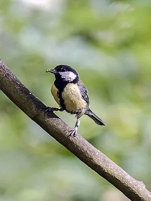Les réseaux sociaux des animaux