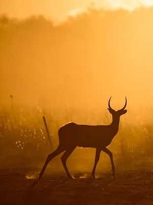 Le royaume sauvage