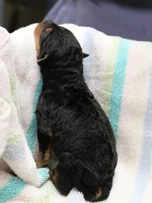 Les Vétérinaires du Midwest