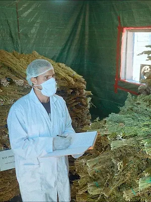 Maroc, le tournant du cannabis médical