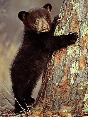 La famille ours et moi