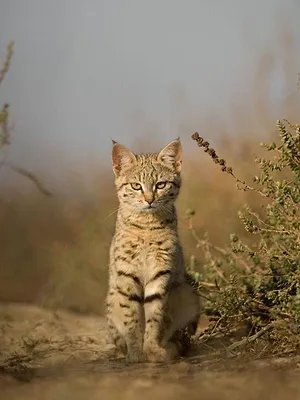 Destination Wild : L'Inde à l'état sauvage