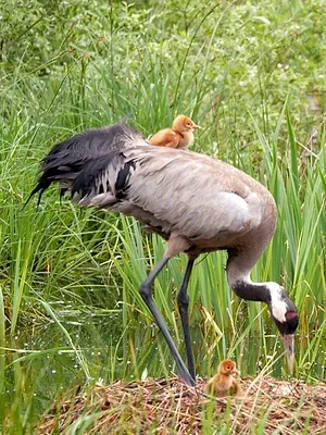La grue cendrée : Sur les ailes d'une géante