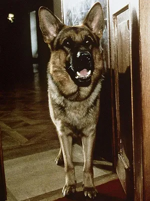 Rex, chien flic S7 E10