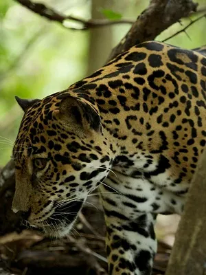 Wild Costa Rica