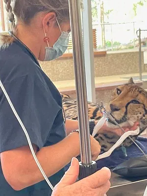 Inside Taronga Zoo