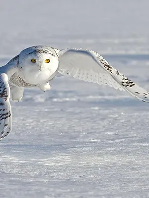 Vétérinaires de l'Arctique