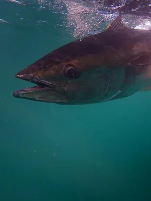 Label Pêche en Champagne