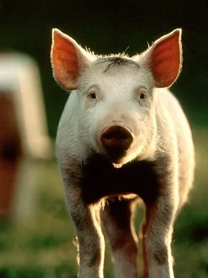 Babe, le cochon devenu berger