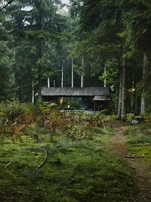 Door de bomen