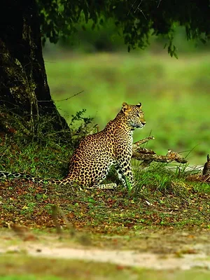 Yala, le royaume des léopards