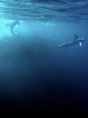 Marlins rayés de Baja California