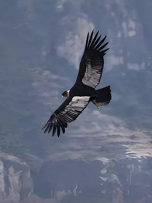 Le Condor, l'oeil du monde